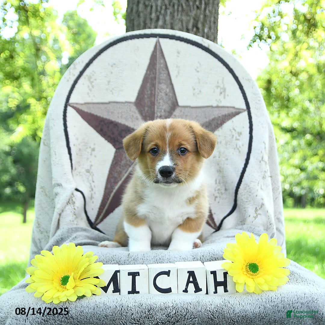 Welsh Corgi Pembroke dogs for sale: Micah - Image 4