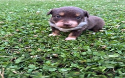 Australian Shepherd dogs for sale: Australian Shepherd 4 puppies - Image 3