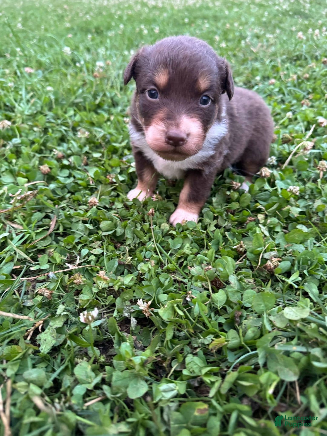 Australian Shepherd dogs for sale: Australian Shepherd 4 puppies - Image 3