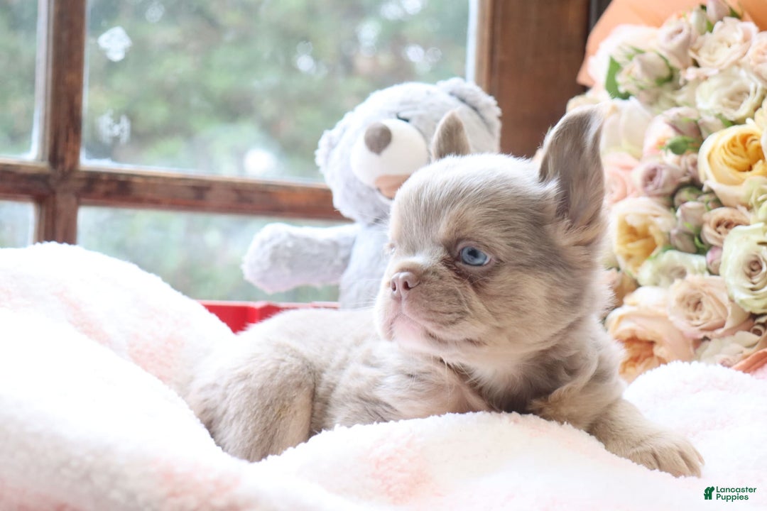 French Bulldog dogs for sale: Aidan - Image 4