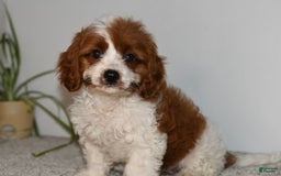 Cavapoo dogs for sale: Callie - Image 11