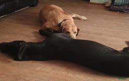 Great Dane dogs for sale: Female 1 - Image 2