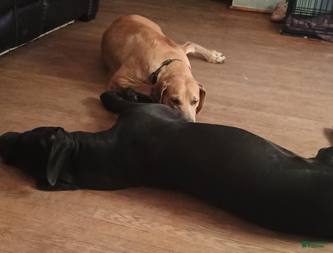 Great Dane dogs for sale: Female 1 - Image 2