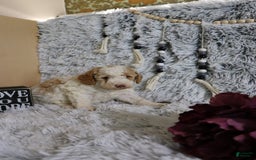 Mini Goldendoodle dogs for sale: Katie - Image 1