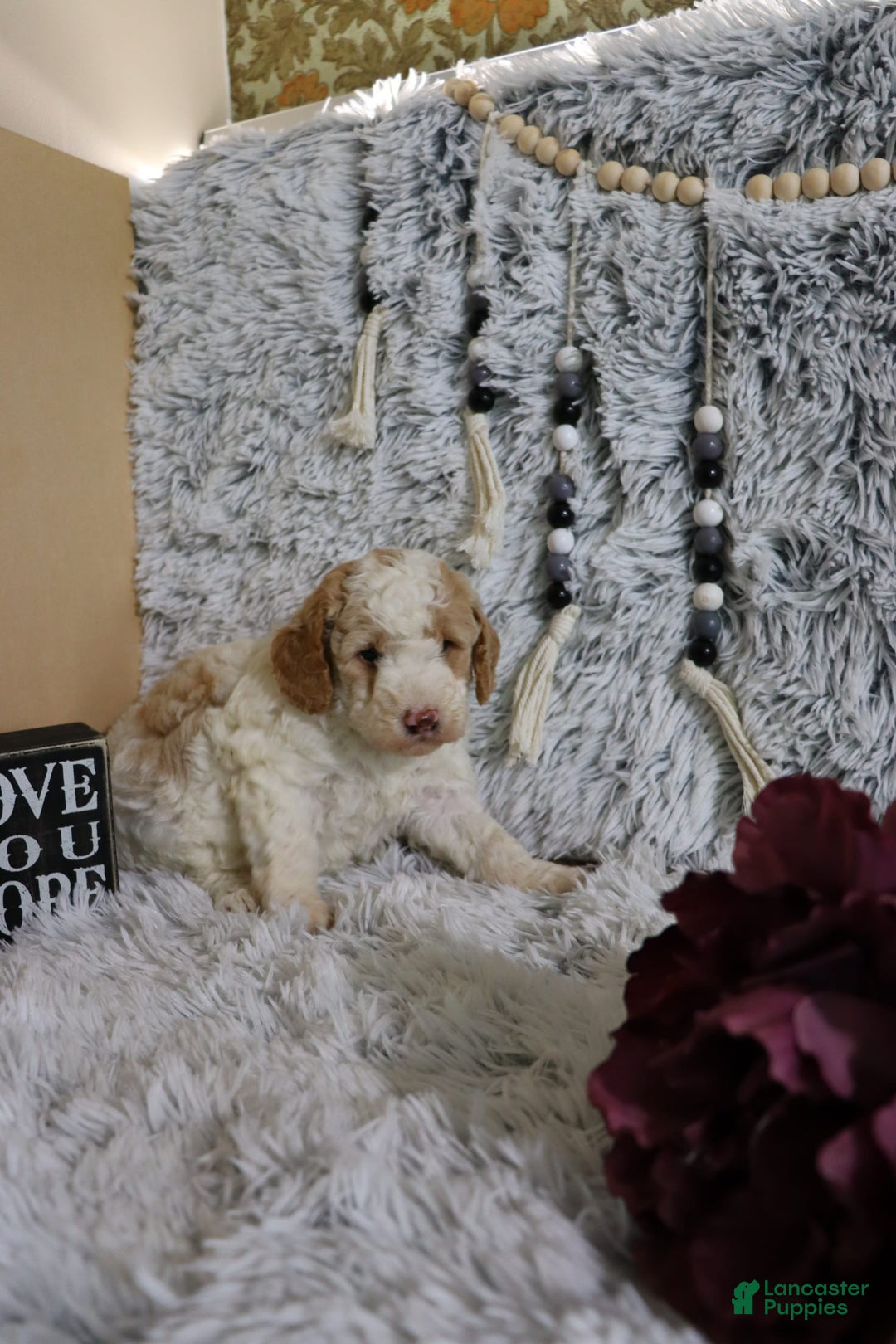 Mini Goldendoodle dogs for sale: Katie - Image 1