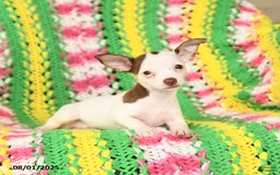 Jack Russell Terrier dogs for sale: Bess - Image 3