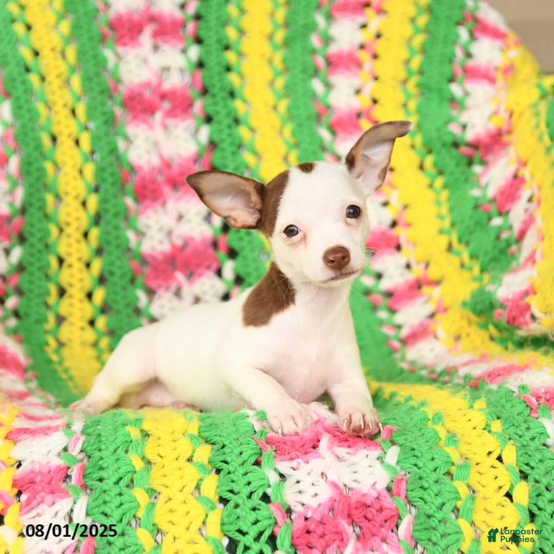 Jack Russell Terrier dogs for sale: Bess - Image 3