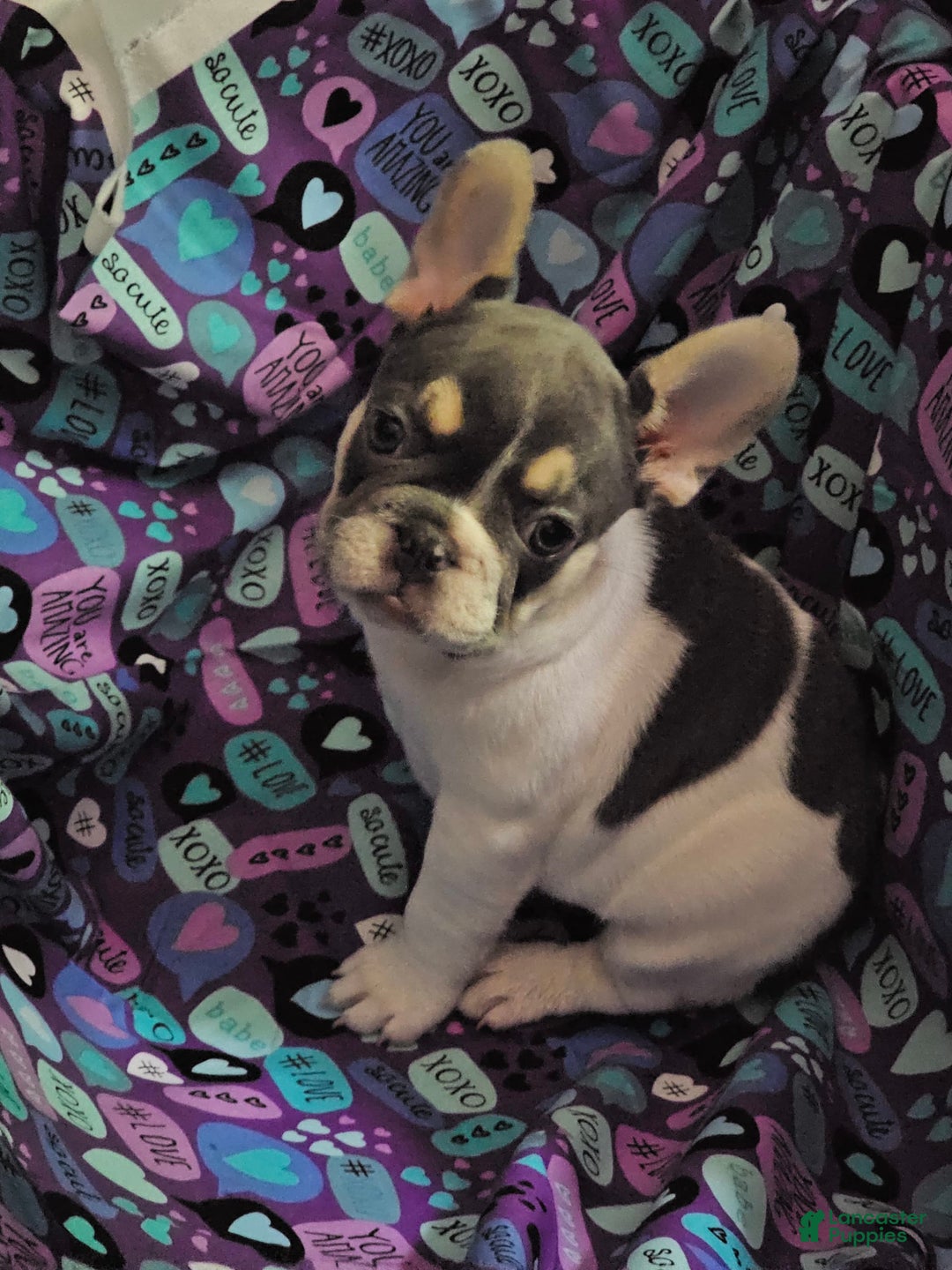 French Bulldog dogs for sale: Luna - Image 8