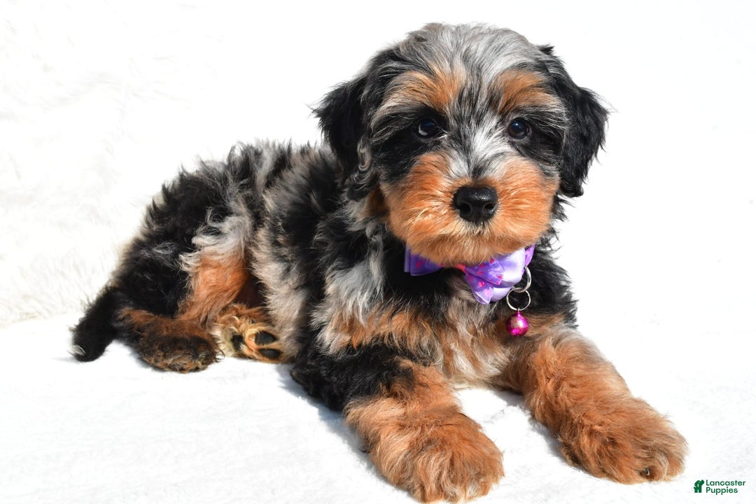 Mini Aussiedoodle dogs for sale: Elsie - Image 3