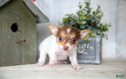 Toy Fox Terrier dogs for sale: Riley - Image 3