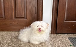 Lhasa Apso dogs for sale: Honey - Image 5