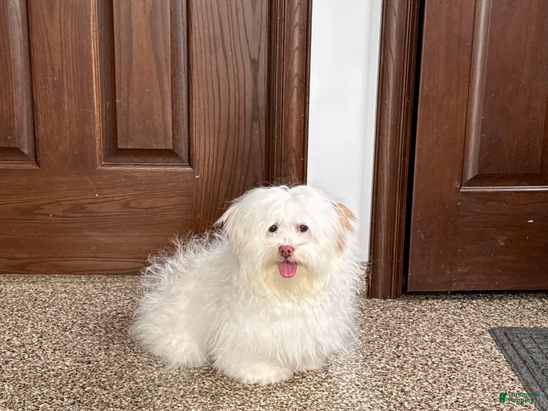 Lhasa Apso dogs for sale: Honey - Image 5