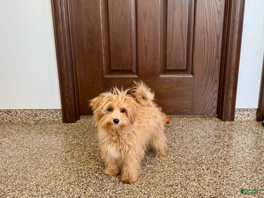 Maltipoo dogs for sale: Honey - Image 7