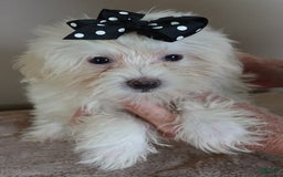 Maltipoo dogs for sale: 3 lb oslo - Image 9