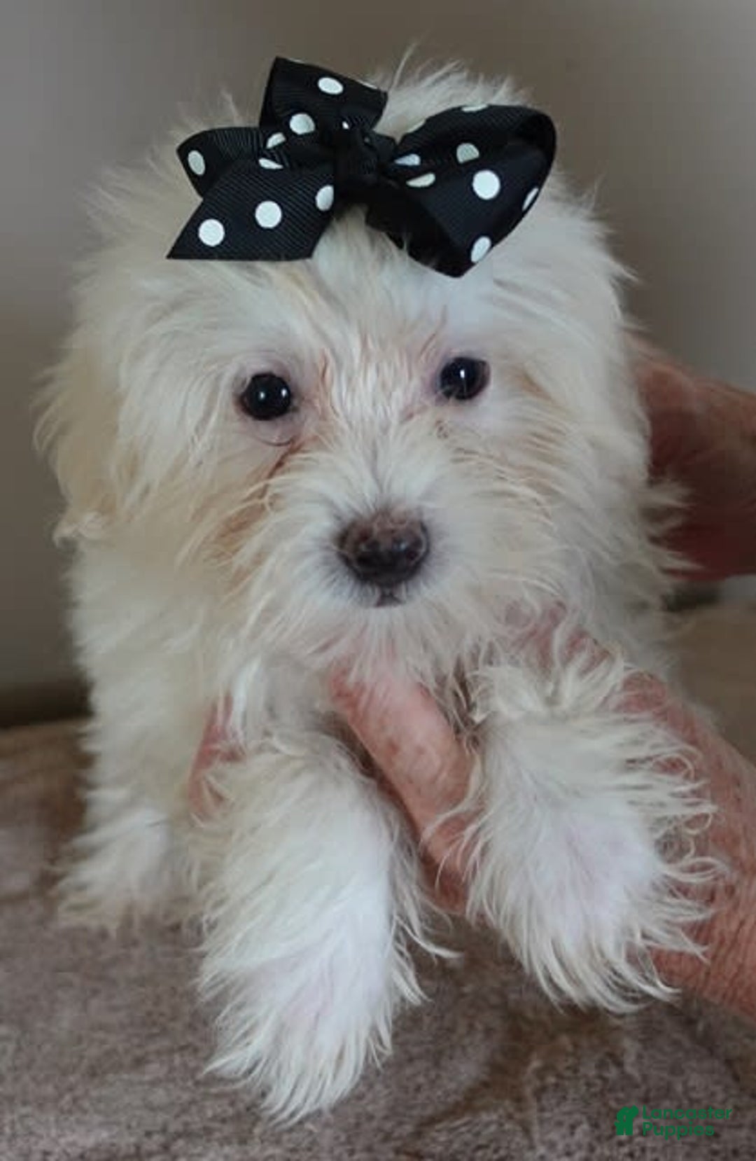 Maltipoo dogs for sale: 3 lb oslo - Image 9