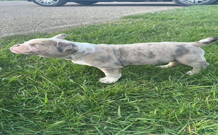 American Bully dogs for sale - Ad 1