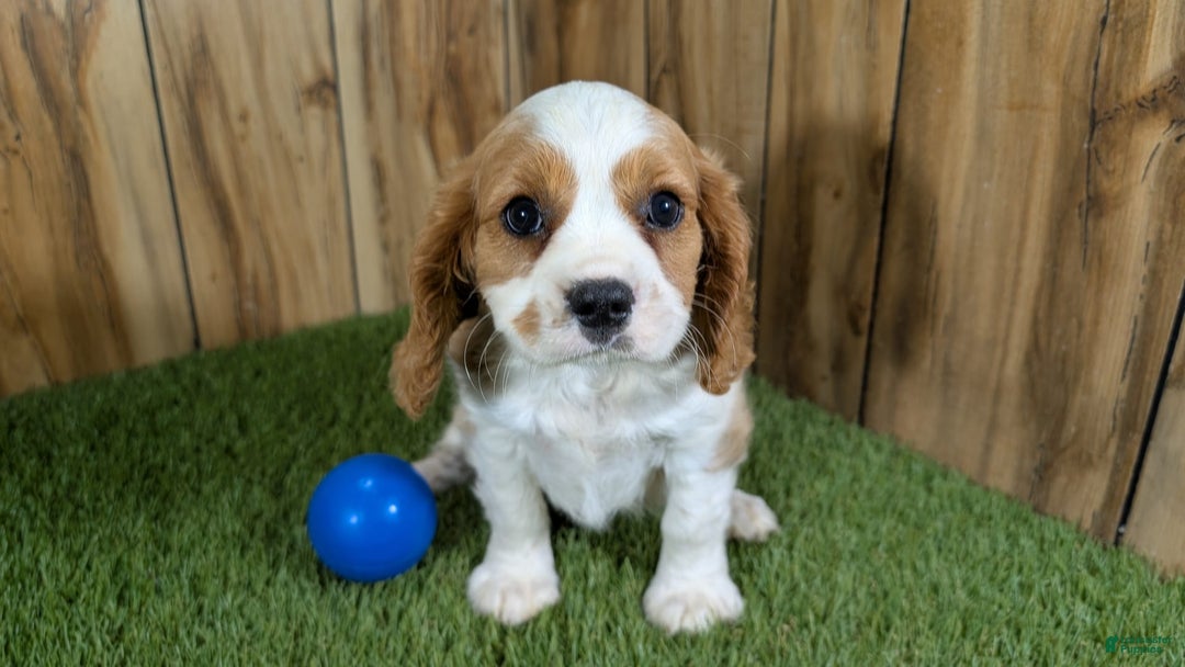 Cavalier King Charles Spaniel dogs for sale: Lucy Boy 1 - Image 5