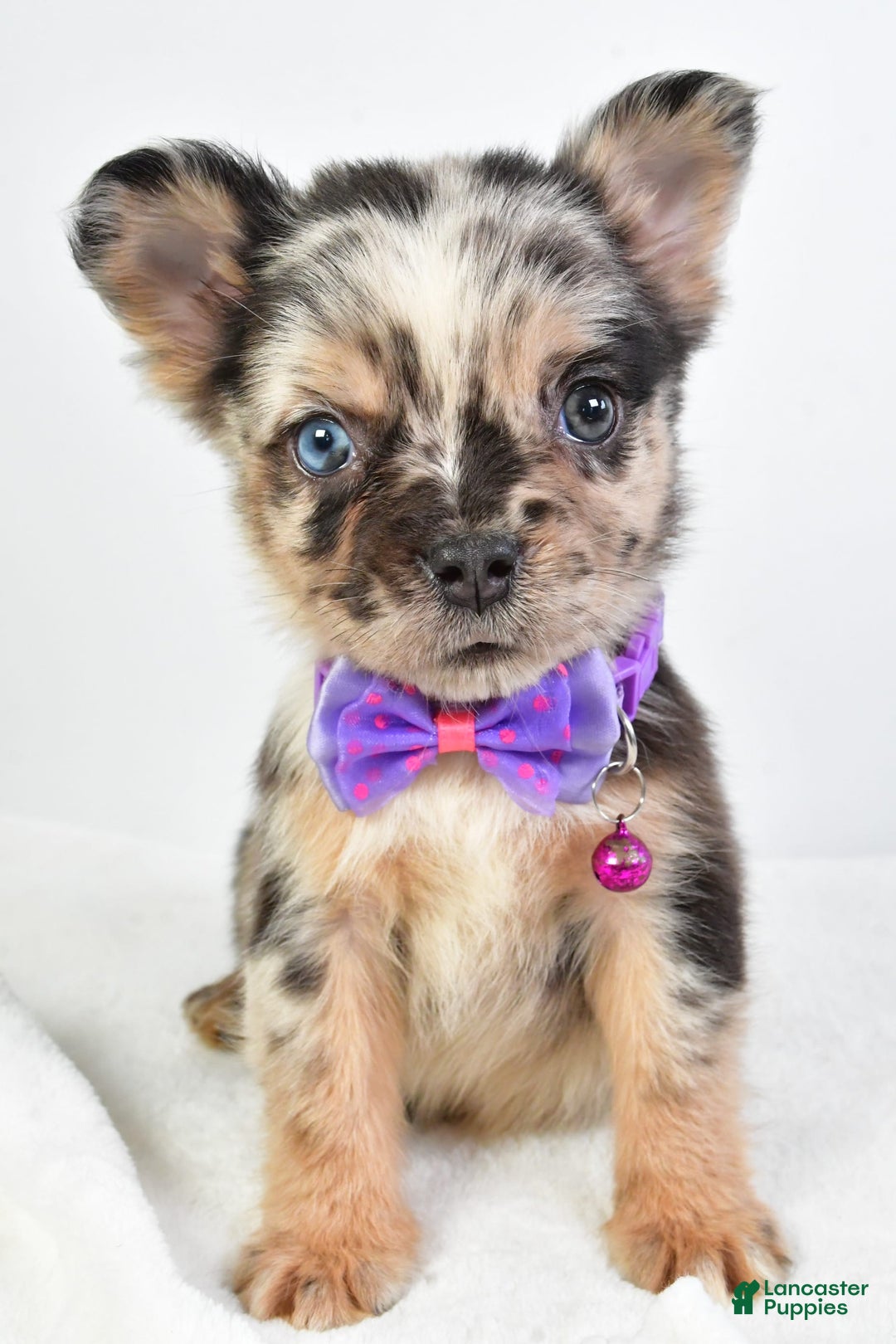 French Bulldog dogs for sale: Cookie - Image 5