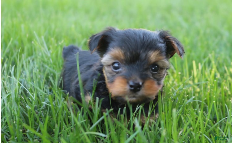 Yorkshire Terrier dogs for sale - Ad 3