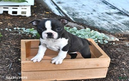 Boston Terrier dogs for sale: Rosie - Image 2