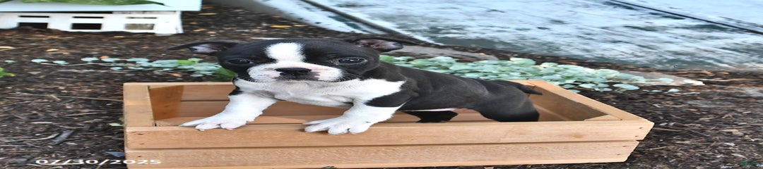Rosie