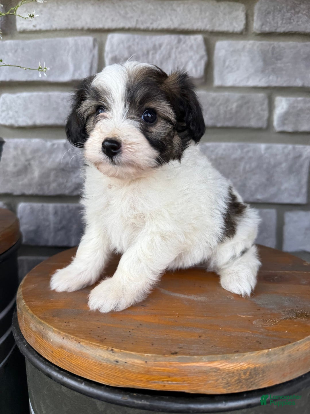 Teddy Bear dogs for sale: Evie - Image 9