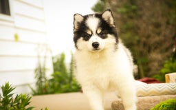 Pomsky dogs for sale: Flare - Image 3