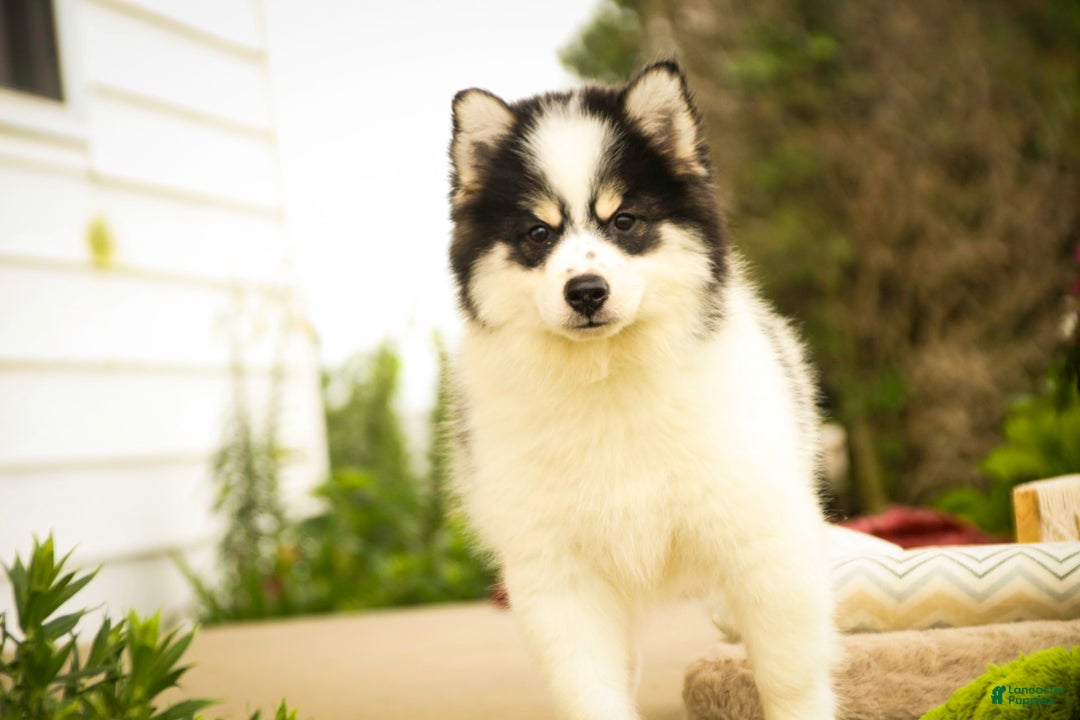 Pomsky dogs for sale: Flare - Image 3