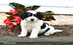 Mini Bernedoodle dogs for sale: Clementine - Image 1