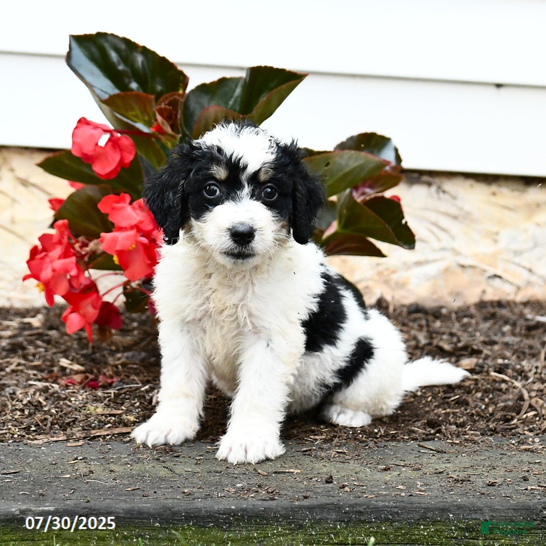 Mini Bernedoodle dogs for sale: Clementine - Image 1