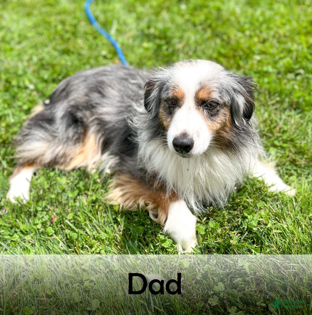 Australian Shepherd dogs for sale: Oscar - Image 18