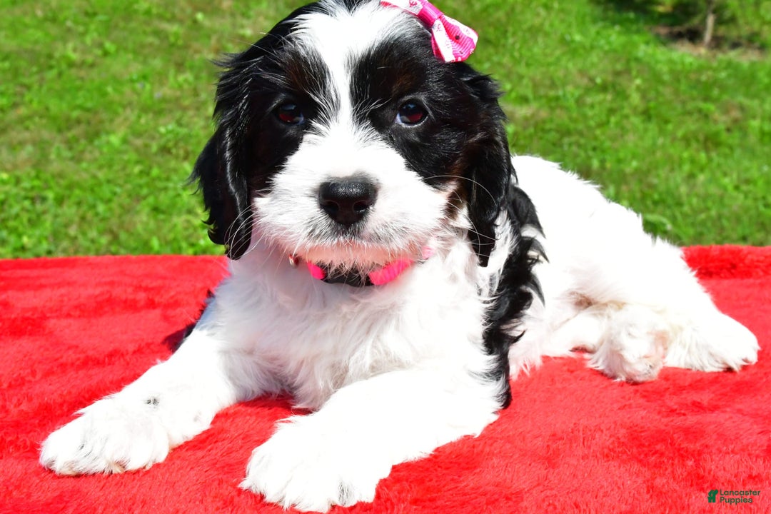 Cavapoo dogs for sale: Cavapoo 4 puppies - Image 2