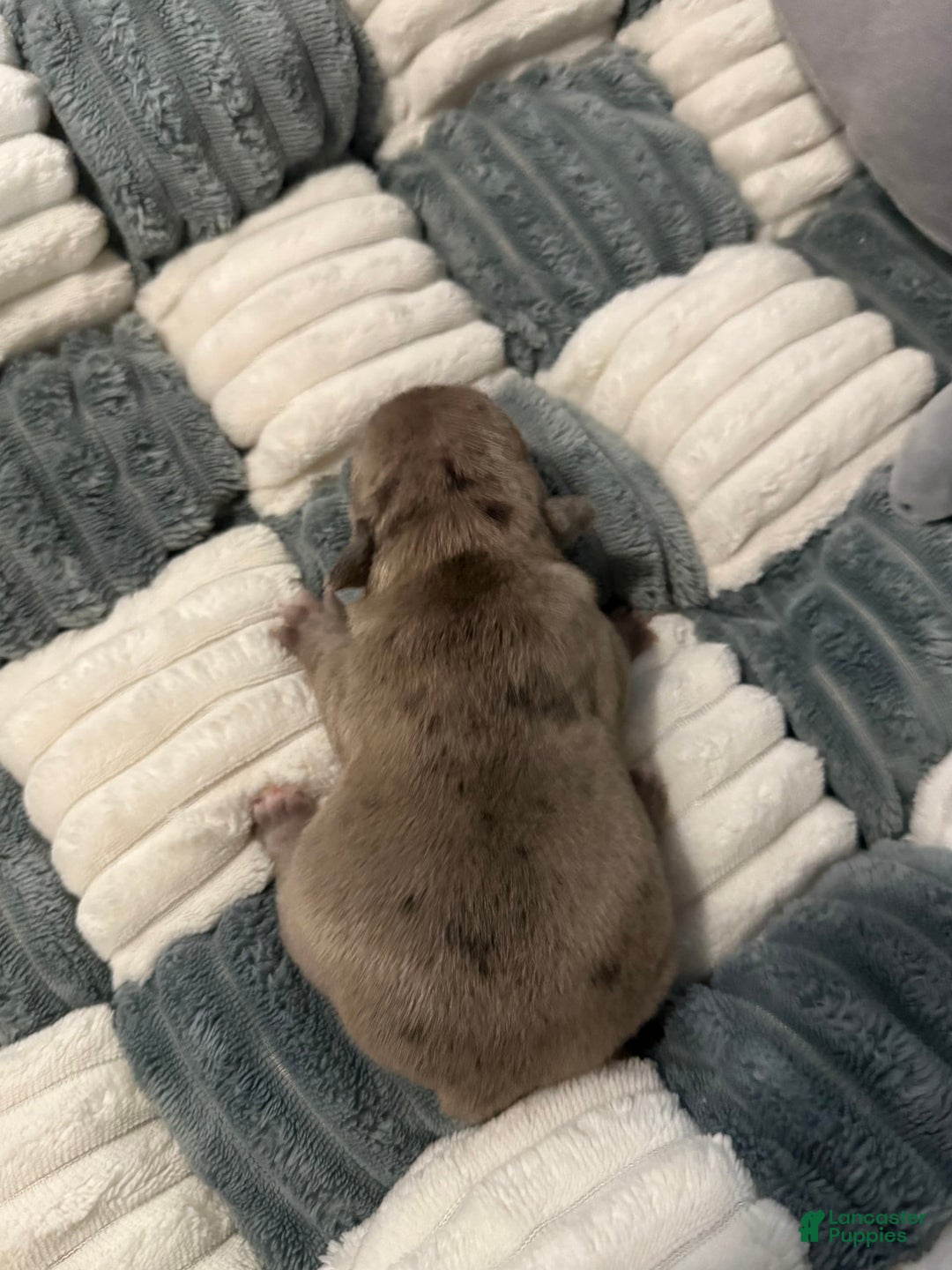 French Bulldog dogs for sale: Akc Blue Merle - Image 1