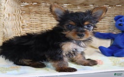 Yorkshire Terrier dogs for sale: Mandy - Extra Small - Image 3