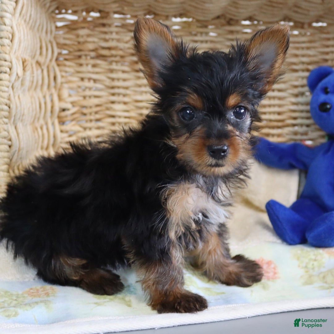 Yorkshire Terrier dogs for sale: Mandy - Extra Small - Image 3