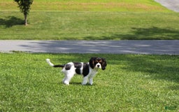 Cavalier King Charles Spaniel dogs for sale: Toby - Image 2