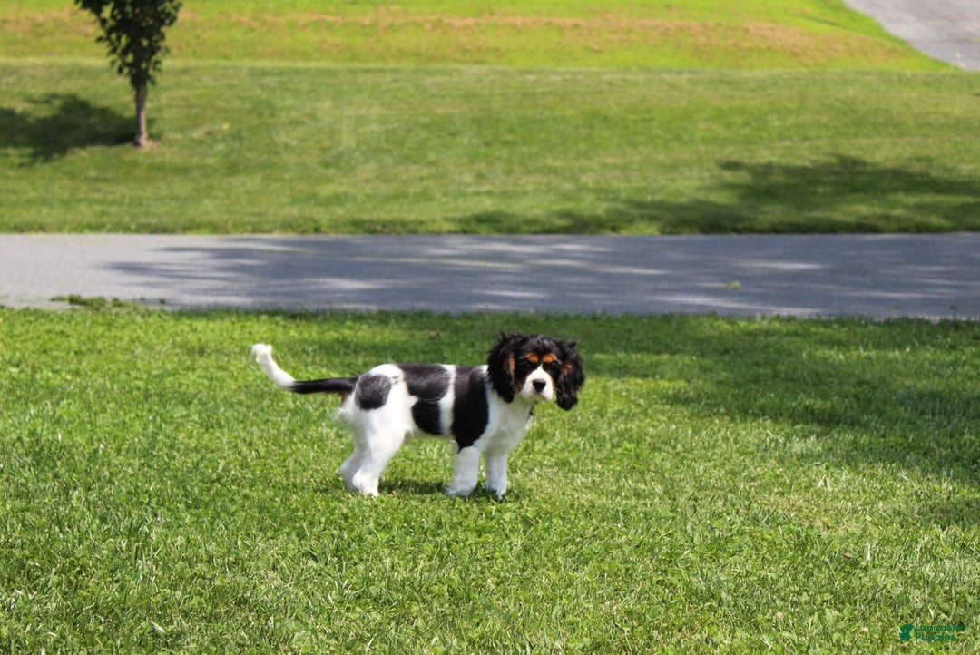 Cavalier King Charles Spaniel dogs for sale: Toby - Image 2