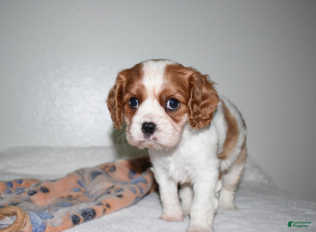 Cavalier King Charles Spaniel dogs for sale: Koda - Image 2