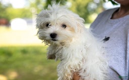 Maltese dogs for sale: Jack - Image 2