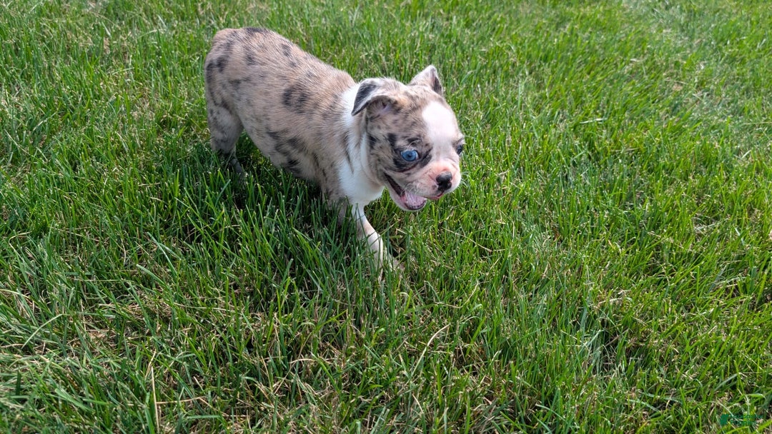 Frenchton dogs for sale: Nadia - Image 5