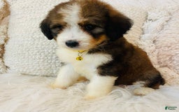 Bernedoodle dogs for sale: 🌸pink Pineapple - Image 5