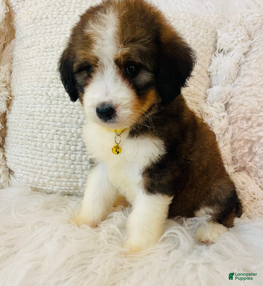 Bernedoodle dogs for sale: 🌸pink Pineapple - Image 5