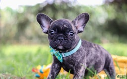 French Bulldog dogs for sale: Cade - Image 2
