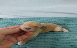 Toy Poodle dogs for sale: Kubby - Image 10