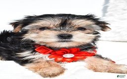 Morkie dogs for sale: Morkie 5 puppies - Image 15