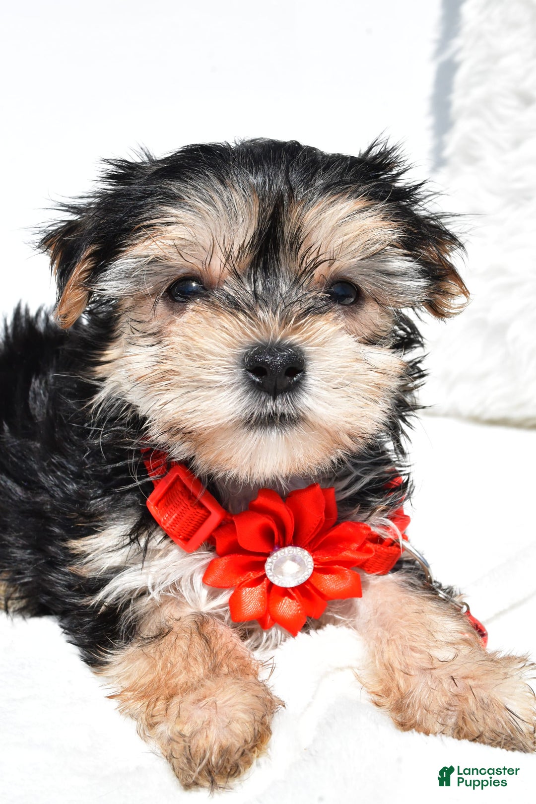 Morkie dogs for sale: Morkie 5 puppies - Image 15