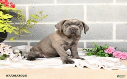 Cane Corso dogs for sale: Ivy - Image 4