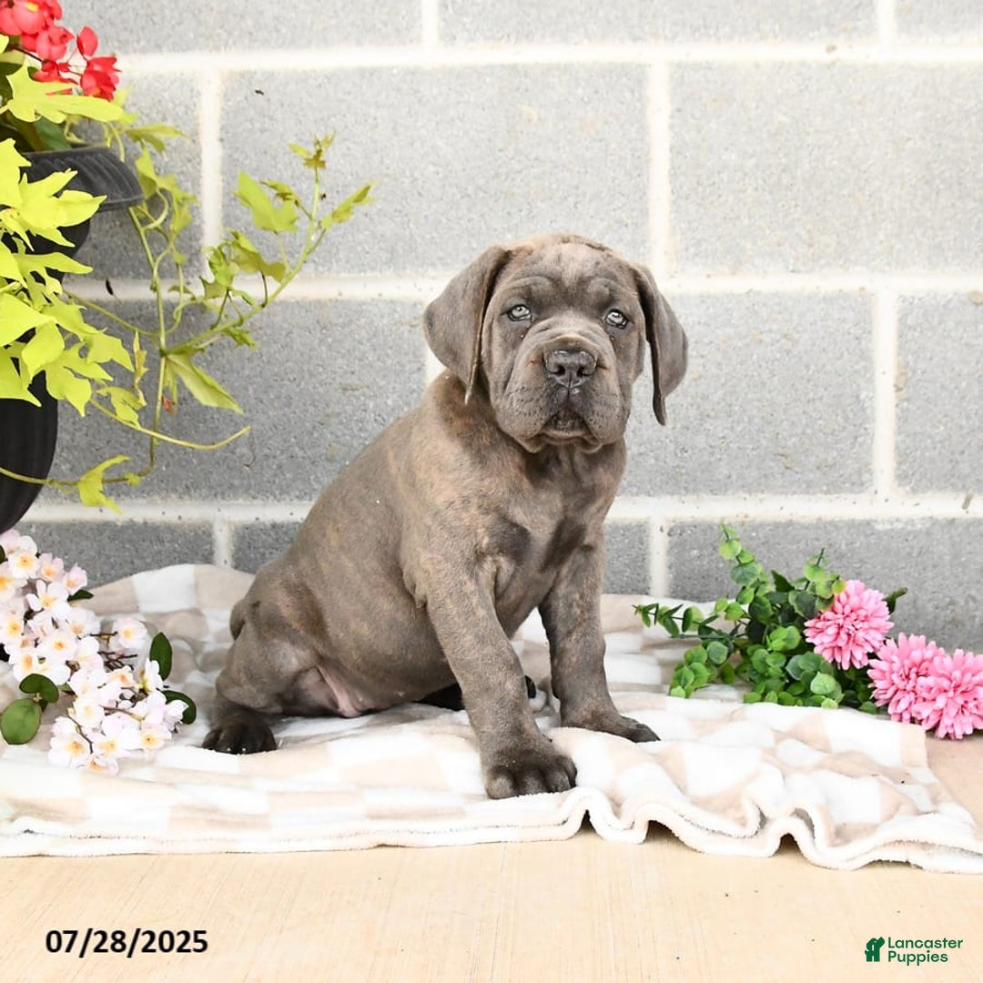 Cane Corso dogs for sale: Ivy - Image 4