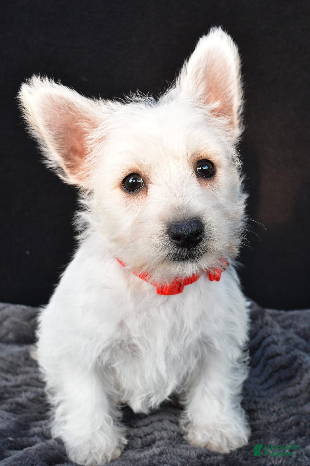 West Highland Terrier dogs for sale: Orla - Image 6
