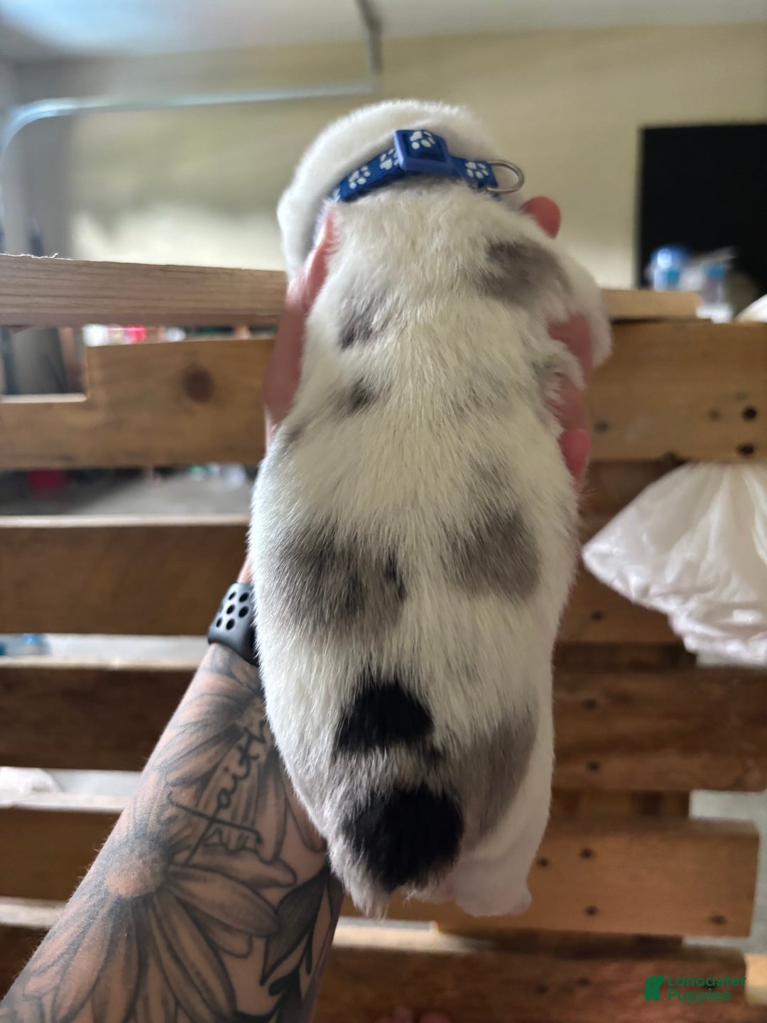 American Corgi dogs for sale: Blue - Image 1